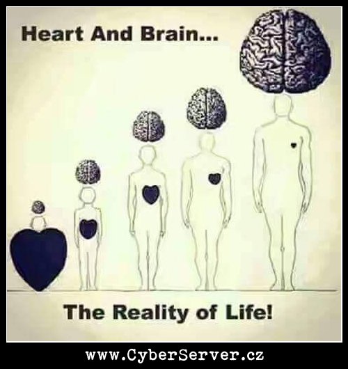 Mozek a srdce